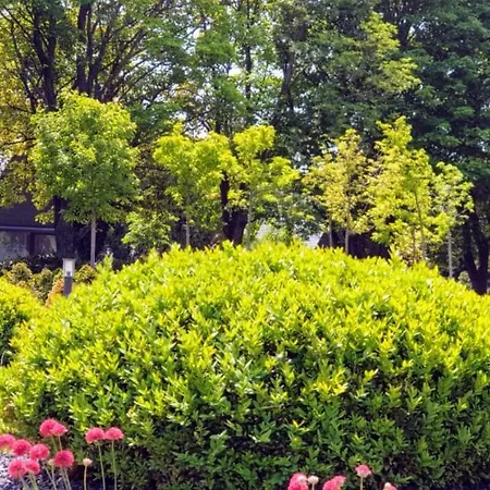 Zen Garden Resort, * Zánka